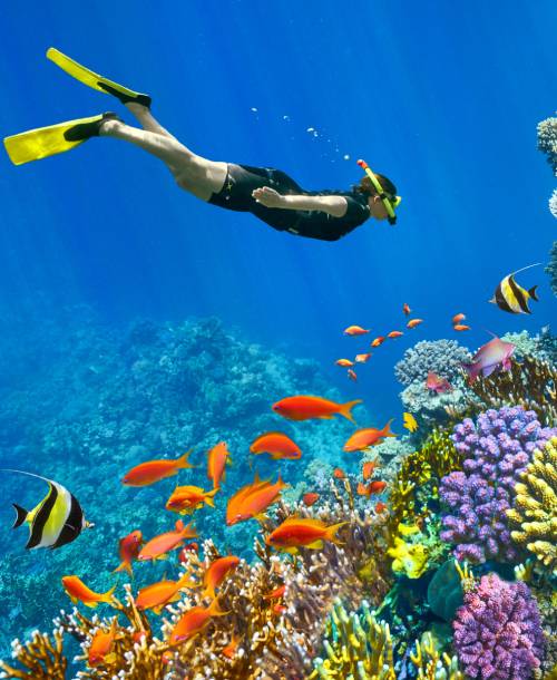 Mısır Sharm El Skeikh Dalışı Turu